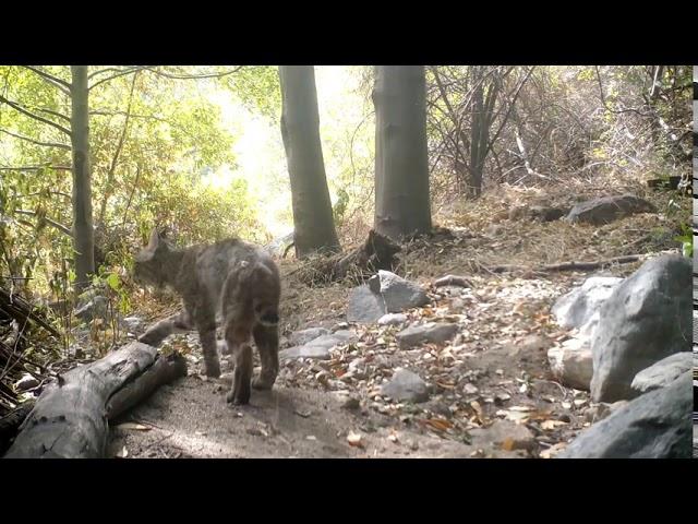 Bobcat vs. Rattlesnake!