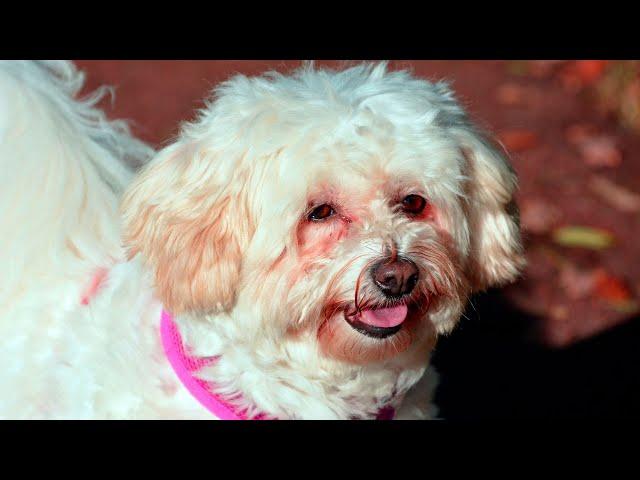 Adorable Bichon Frise Puppies: Their Charismatic On-Screen Performances