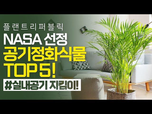 SUB) NASA에서 선정한 실내공기정화식물 추천 TOP5  순위별로 알아봐요｜거실화분｜플랜테리어식물｜식물관리법