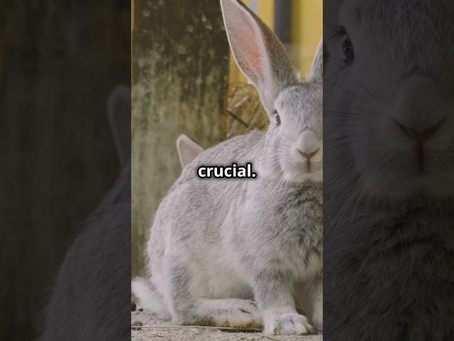5 Things to Know Before Getting a Bunny  #rabbit #bunny #yourbunny
