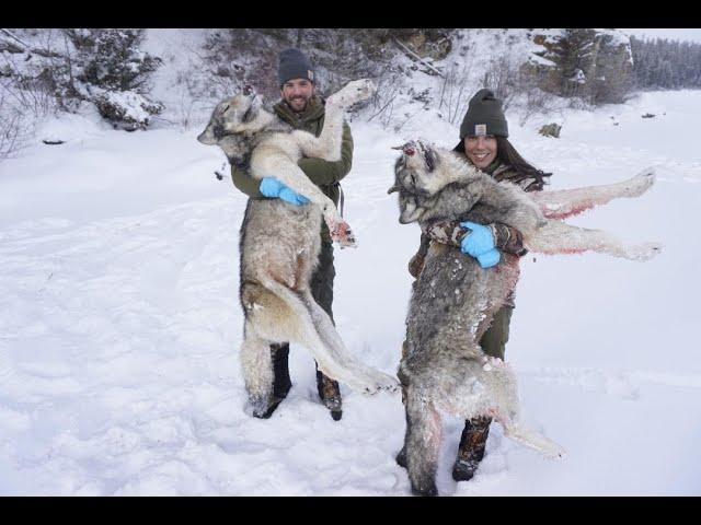 Western Wolf Hunting 9