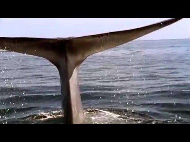 Blue Whale | Blue Planet | BBC Studios