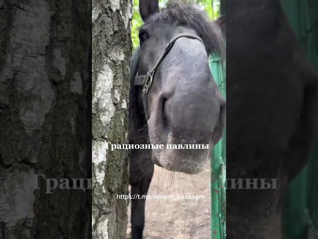 ТГК: Минем Казаным | Татарстан #татарстан  #казань  #казанькудапойти #глемпинг #обзор