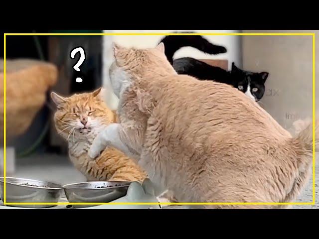 Will these fat cats be able to get along?