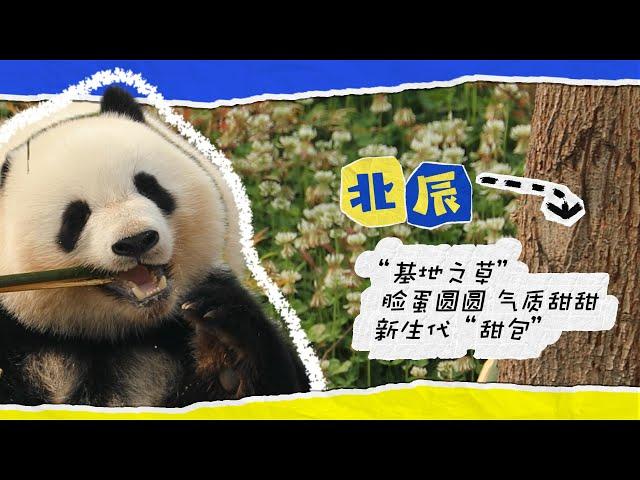 《國寶龍門陣》之“北辰”個熊檔案 | iPanda熊貓頻道