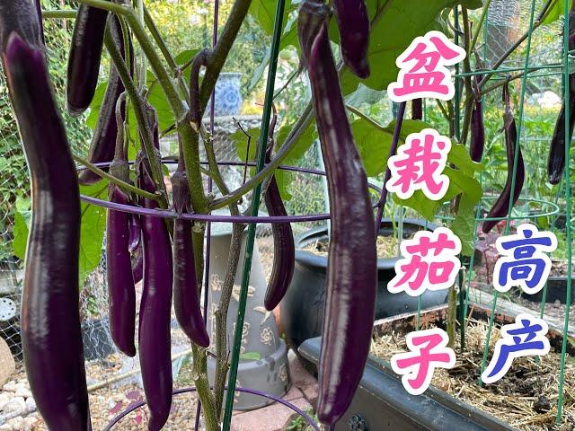 盆栽茄子高产：#修剪老叶 #摘除侧芽 #整理枝条 #打顶 #家庭有机种植