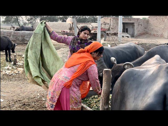 Bhaga Bhaga Ke Mat Maar De Aaj Toh Buffalo's Ne