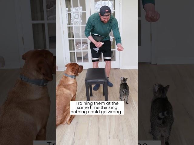 Dog vs Cat Training