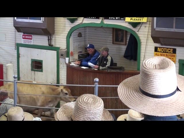 Amish Auction in Kidron Ohio