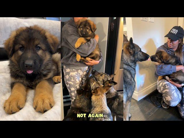 German Shepherds Meet New Puppy Brother