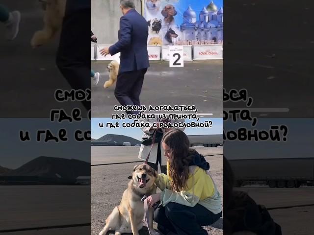 Отгадай где породистая, где из приюта? #приютпечатники #приютдлясобак