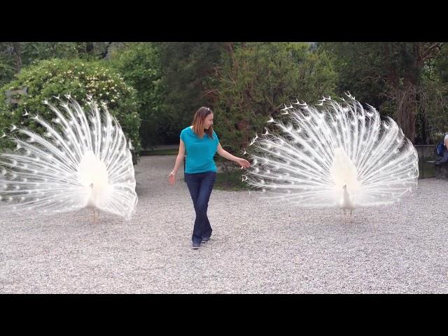 White Peacock, Isola Bella,Italy