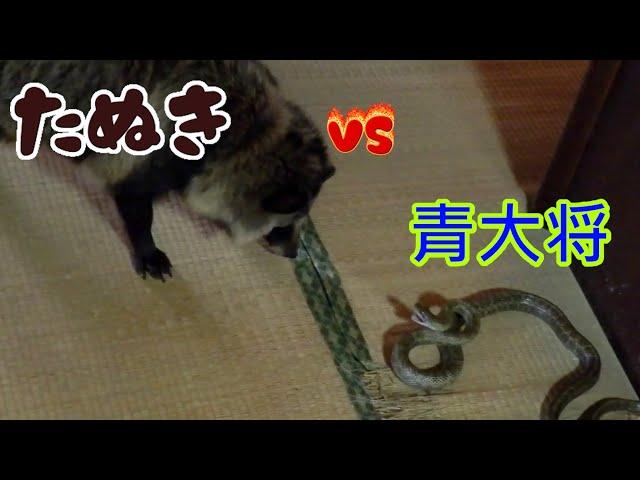 タヌキ　VS　アオダイショウ　(Tanuki VS Japanese rat snake)