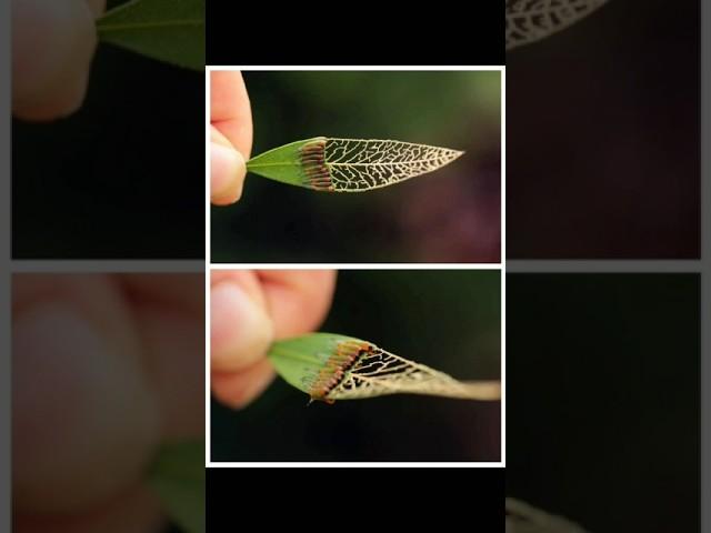 Satisfies Pictures ️||Interested Pictures||Sacrifices Pictures #shorts #satisfying #imagepuzzle
