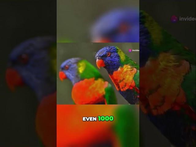 Discover the Vibrant Rainbow Lorikeet of Australia #shorts