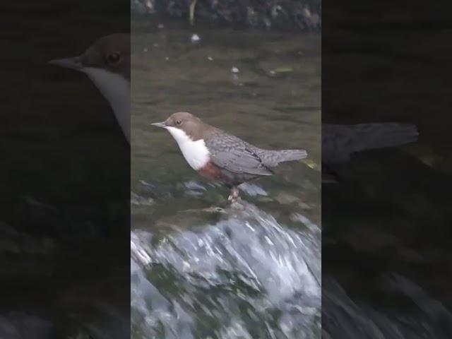 Eine Wasseramsel