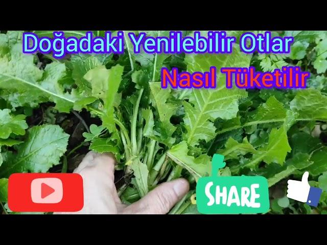 Doğadaki Şifalı Bitkiler ve Nasıl Tüketilir  #Dogadaki Şifa#Hangi Otlar Nasıl Tüketilir