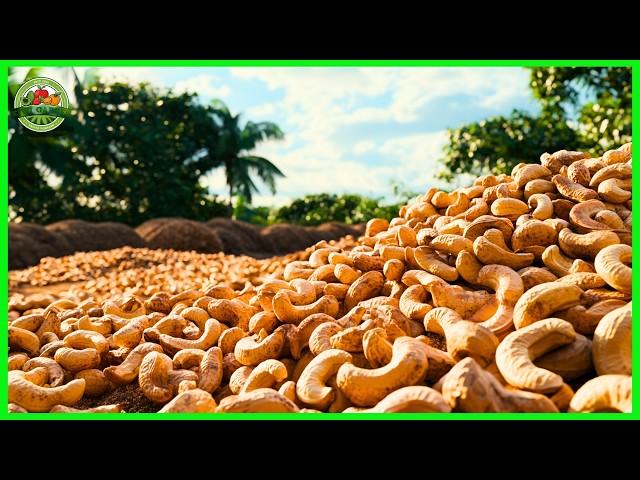 How farmers plant and harvest billions of cashew nuts | Cashew nuts processing | Farming documentary