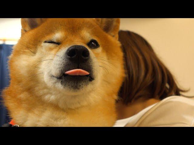 Shiba Inu Hachi becomes dependent on his mom after a scary experience. Why is he so cute?