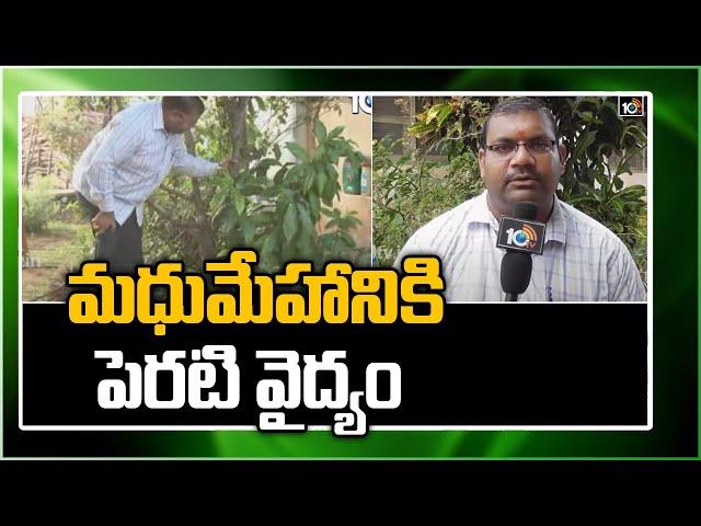 మధుమేహానికి పెరటి వైద్యం | Backyard Healing for Diabetes | Matti Manishi | 10TV News