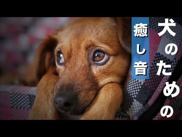 【猫・犬が寝る音楽】秋の森の散歩音　自然のBGM！猫や犬が喜ぶ音楽 ペット向けBGM