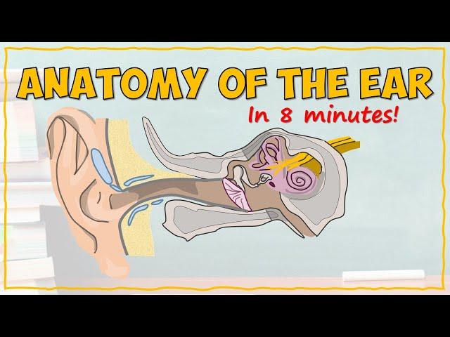 Anatomy of the Ear