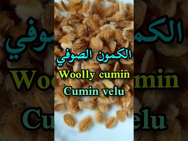 أهم الفوائد الصحية للكمون الصوفي/Woolly cumin benefits/Les bienfaits du cumin velu(mystique)#shorts