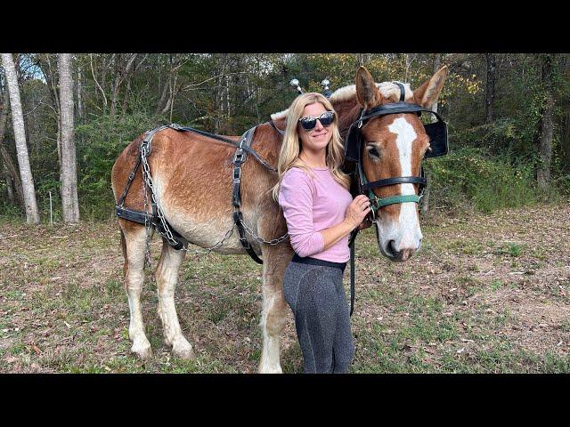 First REAL job for the LOGGING horses!!! (Can they do the JOB?!!)