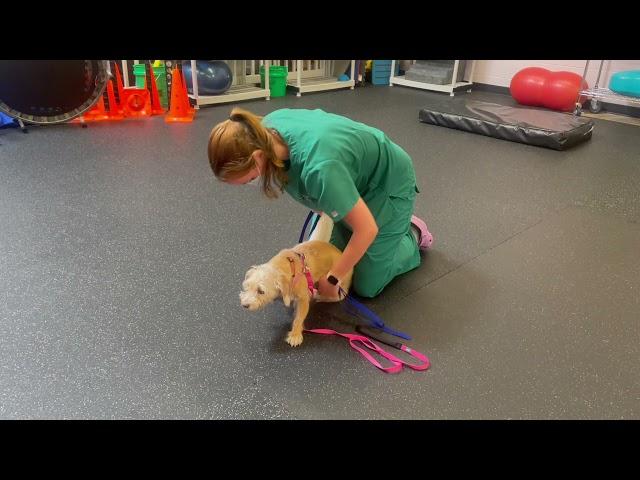 Supportive Leash Walking or Sling Walking Therapy for Dogs