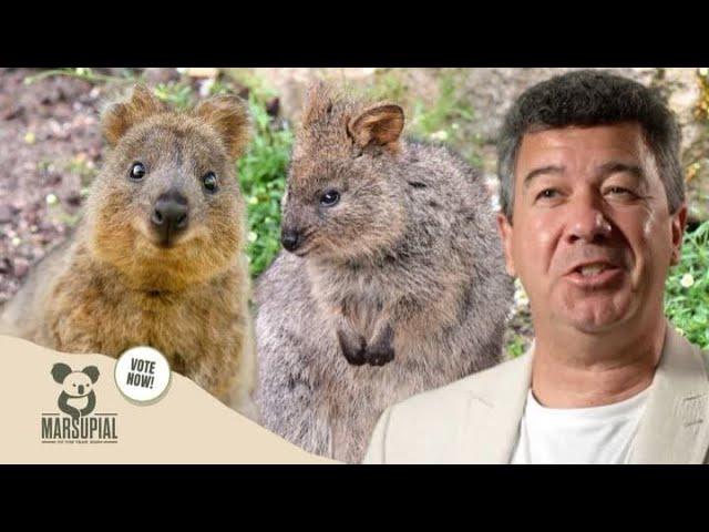 Why The Quokka Should Win Marsupial Of The Year