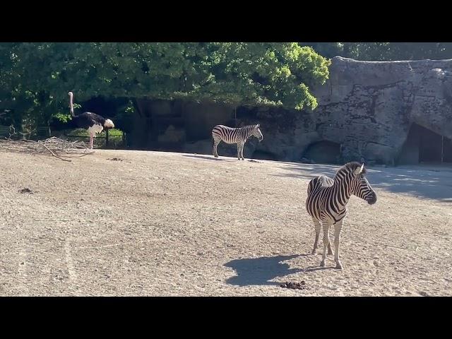 Chapman's zebra - Zoo in Hamburg