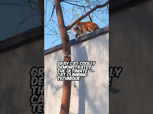 "The Great Cat Escape: Lessons from a Wall-Top Guru!"
