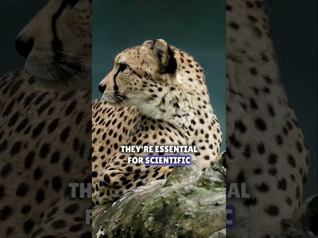The Unique Spot Patterns of Cheetah - Interesting Fun Facts #animalbehavior #cheetahfacts #cheetah