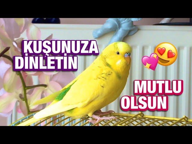 MUHABBET KUŞU SESİ | Kuşunuza Dinletin, Mutlu Olsun