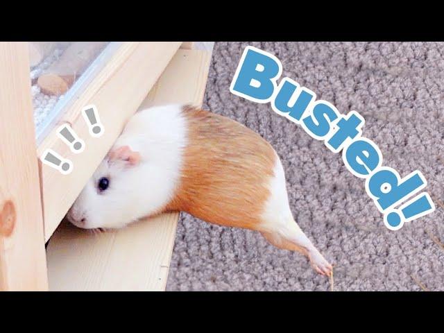 My Guinea Pigs Escape & don't listen to me | best of