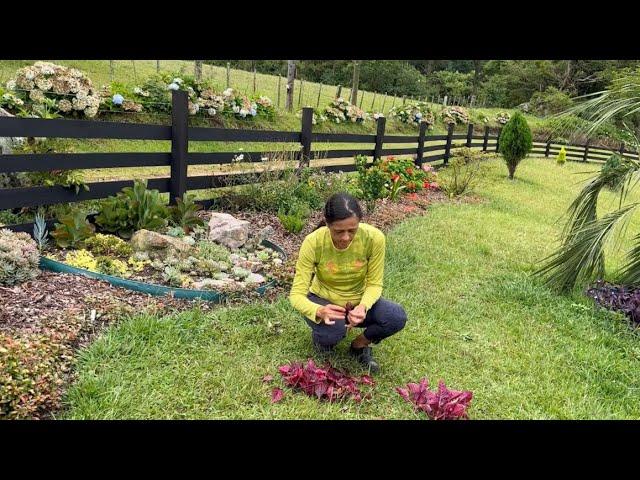 FAÇA ISSO E TENHA UM JARDIM LINDO CHEIO DE PLANTAS GASTANDO POUCO DINHEIRO