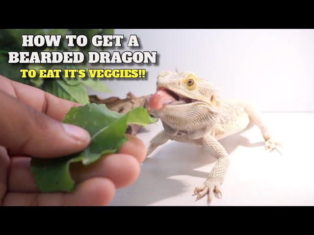 How To Get Any Bearded Dragon To Eat It’s Veggies! *Guaranteed To Work*