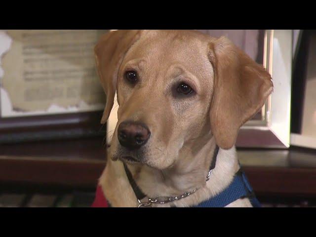 Pets Helping Vets: Nonprofits train service dogs to help veterans with PTSD