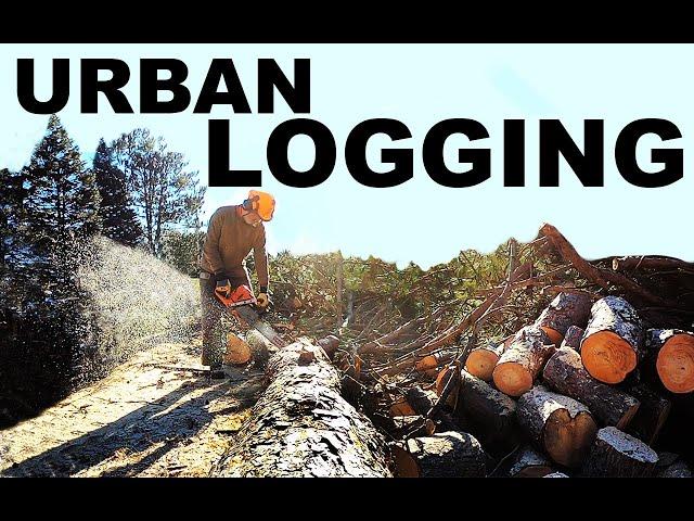 URBAN LOGGING - FREE firewood for labor!