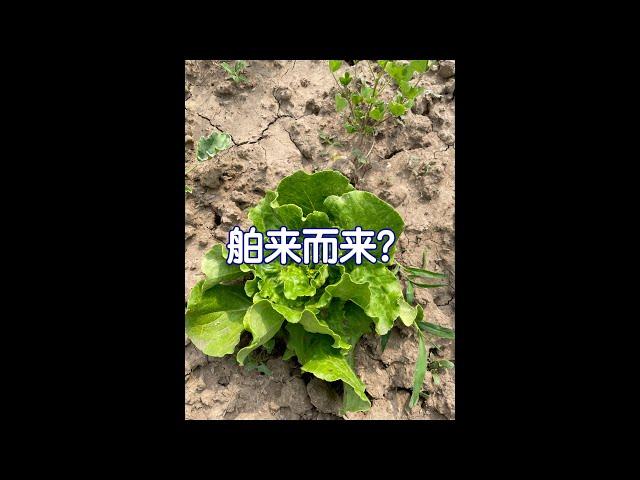 有机农业只是5000年农耕简单的返璞归真《有机农业》