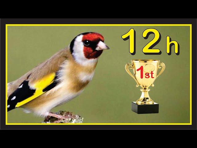 12h Maestro GOLDFINCH Champoin