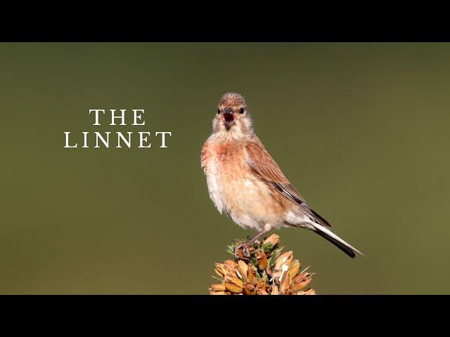 The Linnet