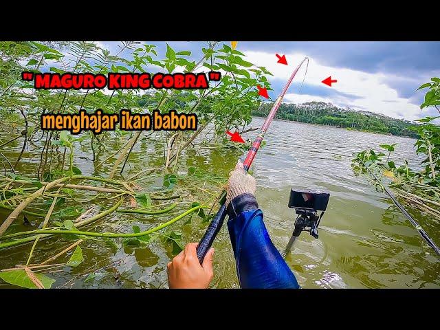 JORAN TERKUAT TURUN GUNUNG‼️MAGURO KING COBRA MENGHAJAR NILA BABON|mancing ikan nila di waduk lahor