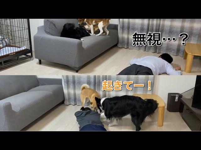 パパとママで対応が変わる犬の反応が面白かったw