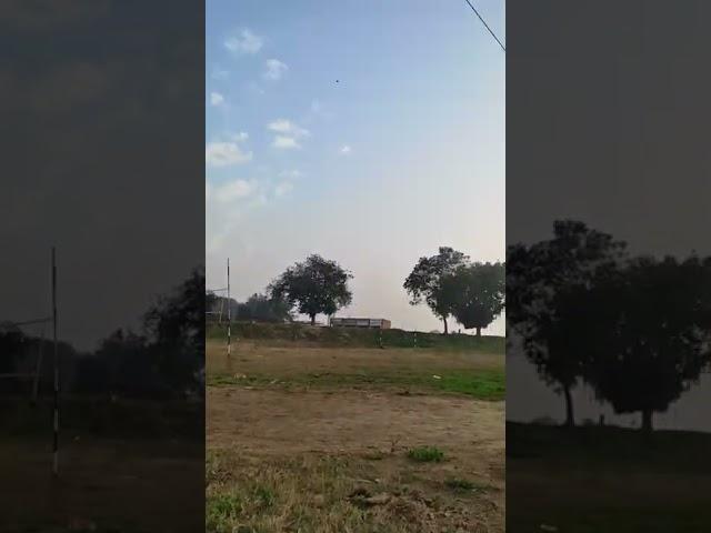 amazing cricket shorts 