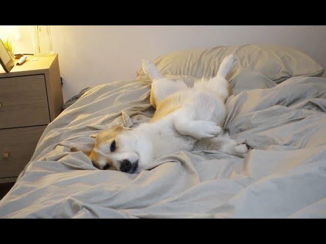 [Eng] The day of the lazy corgi :D (super cute!)