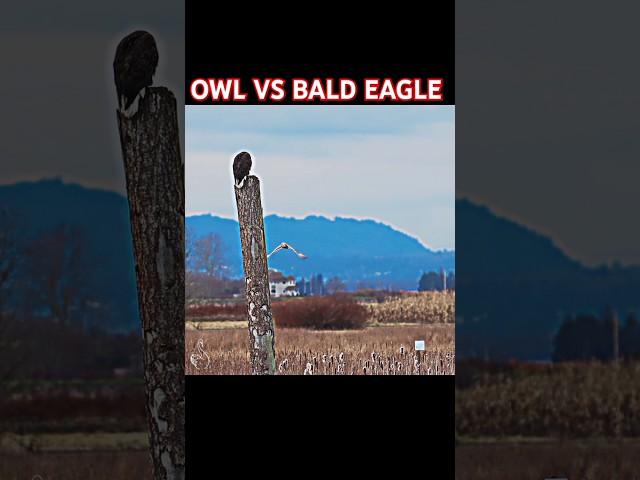 Bald eagle vs owl #trending #viralvideo #owl #eagle #animals #birdofprey #fighting