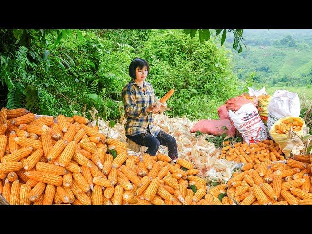 Bumper Corn Harvest, Dry Corn And Sell For Villager - Use Corn As Feed For Chickens, Ducks And Pigs
