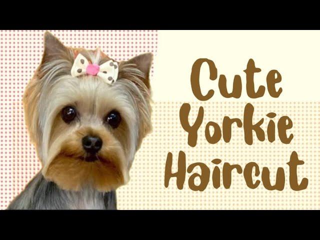 A cute YORKIE haircut. FUN FUSION Freestyle inspired haircut for a Yorkshire Terrier .