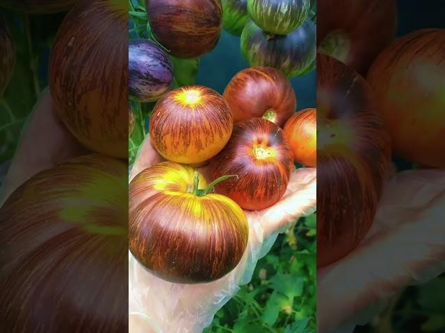 Загорелый помидор ТОП 5 сортов Впереди #рецепты #овощи #рецепт #вкусно #еда #огород #дача #кулинар
